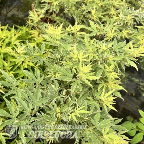Acer palmatum 'Kagiri-nishiki' - Клен дланевидный - Acer palmatum 'Kagiri-nishiki'