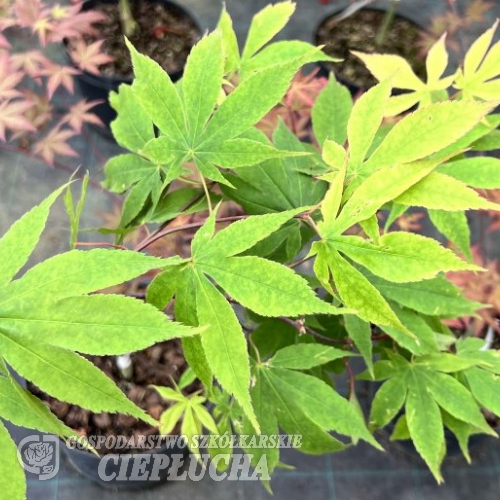 Acer palmatum 'Nicholsonii' - Клен дланевидный - Acer palmatum 'Nicholsonii'