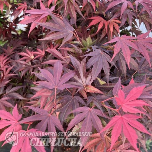 Acer palmatum 'Pixie' - Клен дланевидный - Acer palmatum 'Pixie' - Клен дланевидный