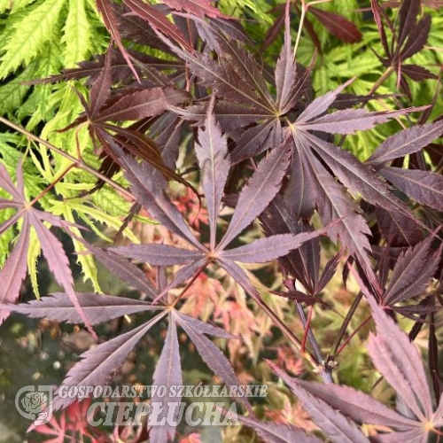 Acer palmatum 'Rainbow Sister'- Fächer-Ahorn - Acer palmatum 'Rainbow Sister'