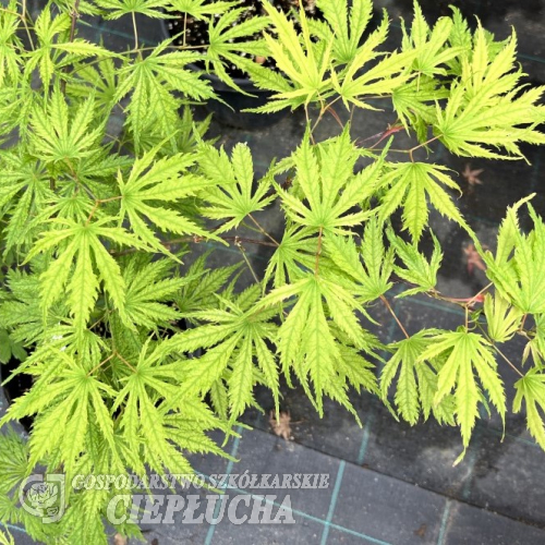 Acer palmatum 'Sister Ghost' - Fächer-Ahorn - Acer palmatum 'Sister Ghost'