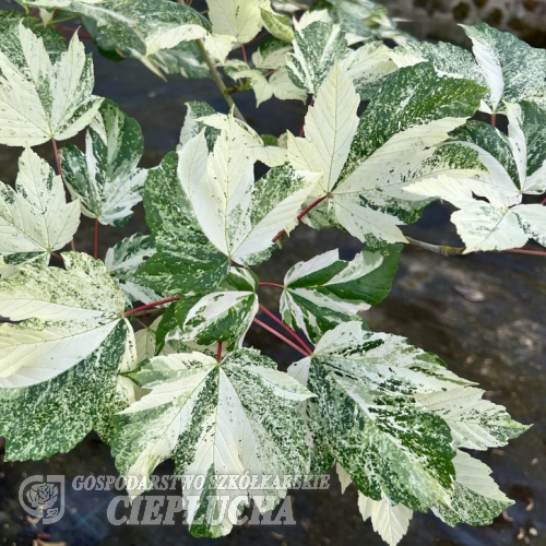 Acer pseudoplatanus 'Simon-Louis Frères' - klon jawor - Acer pseudoplatanus 'Simon-Louis Frères'