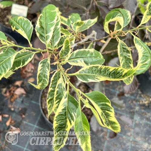 Castanea sativa 'Albomarginata' - Кашта́н посевно́й - Castanea sativa 'Albomarginata'