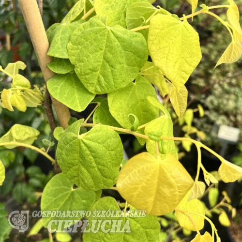 Cercis canadensis 'JN2' THE RISING SUN - Церцис канадский - Cercis canadensis 'JN2' THE RISING SUN