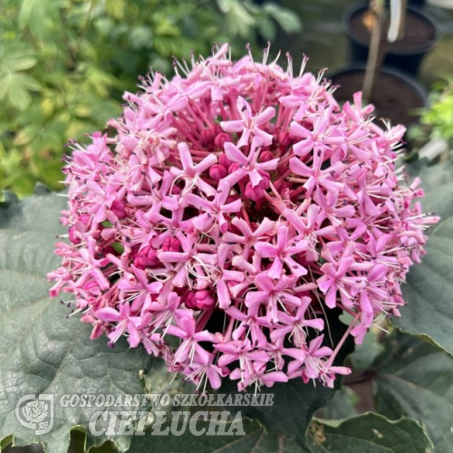 Clerodendrum bungei - Клеродендрум Бунге - Clerodendrum bungei