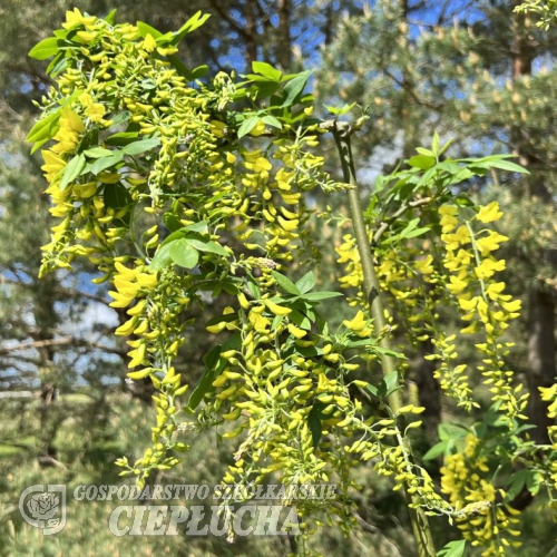 Laburnum x watereri 'Vossii'- Edelgoldregen  Vossii - Laburnum x watereri 'Vossii'