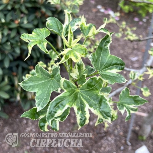 Liquidambar styraciflua 'Silver King' - American sweetgum ; sweetgum, - Liquidambar styraciflua 'Silver King'