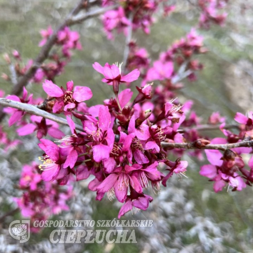 Prunus 'Collingwood Ingram' - Kirsche - Prunus 'Collingwood Ingram'