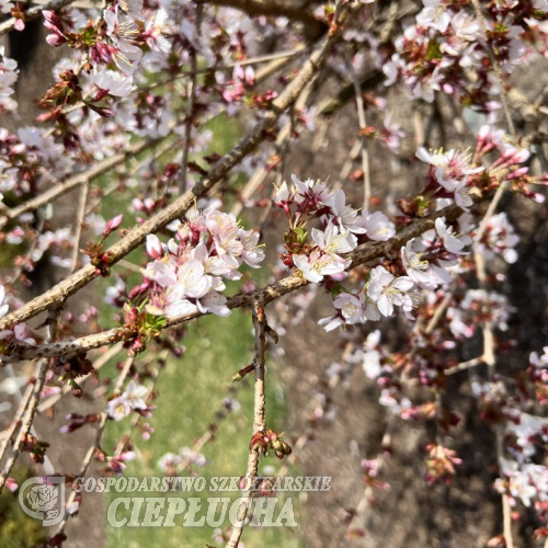 Prunus incisa 'Cunera' -Сакура ;  Вишня декоративная - Prunus incisa 'Cunera'
