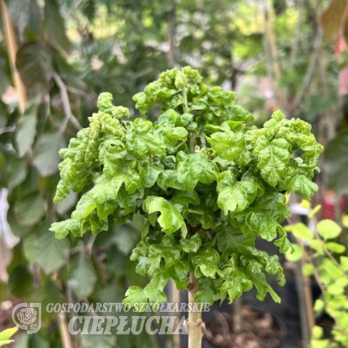 Quercus cerris 'Curly Head' - Дуб австри́йский - Quercus cerris 'Curly Head'