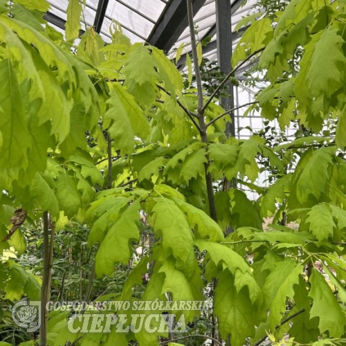Quercus rubra   'Aurea'  - Дуб красный - Quercus rubra  'Aurea' ; Quercus borealis