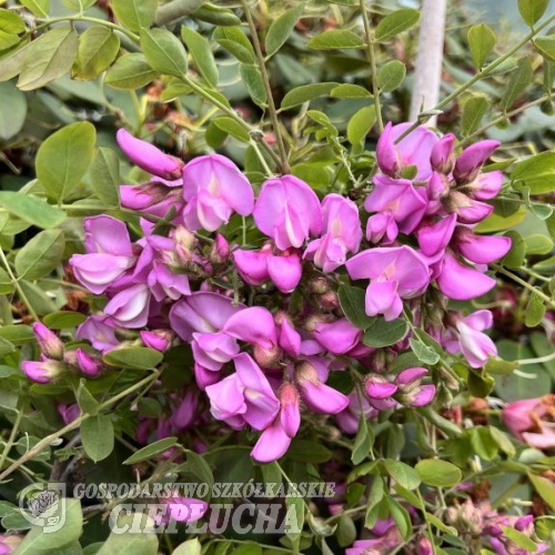 Robinia elliottii - Borstige Robinie ; Scheinakazie - Robinia elliottii ; Robinia hispida var. rosea