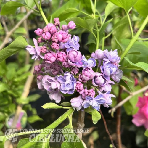 Syringa vulgaris 'Pamięć o Wawilowie' - Lilak pospolity - Syringa vulgaris 'Pamięć o Wawilowie'