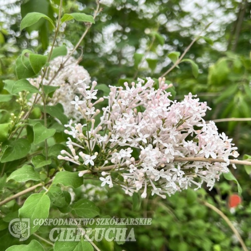 Syringa meyeri 'ANNY200810' FLOWERFESTA WHITE PBR - Syringa meyeri 'ANNY200810' FLOWERFESTA WHITE PBR