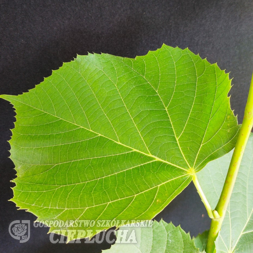 Tilia oliveri - lipa Olivera - Tilia oliveri