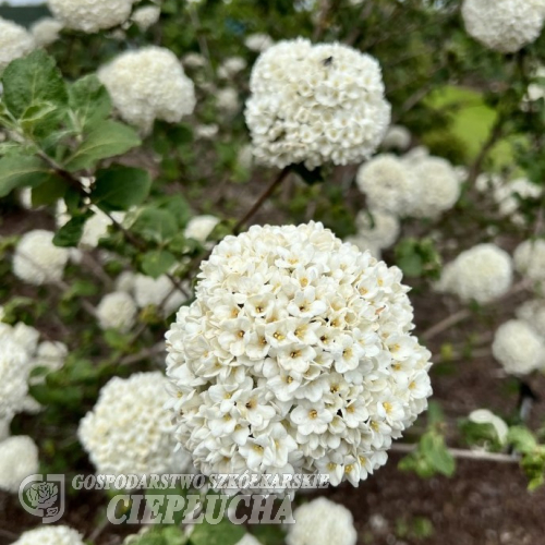 Viburnum carlcephalum - kalina angielska - Viburnum carlcephalum