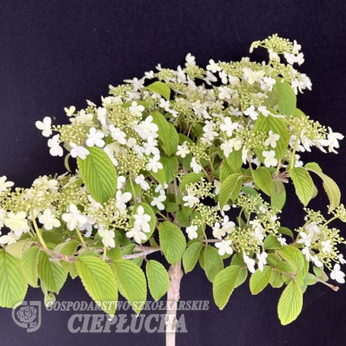 Viburnum plicatum 'JWW1' KILIMANDJARO -Japanese snowball ; Prague Viburnum - Viburnum plicatum 'JWW1' KILIMANDJARO