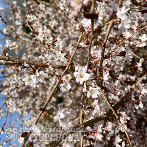 Prunus incisa 'Mikinori' - wiśnia wczesna - Prunus incisa 'Mikinori'