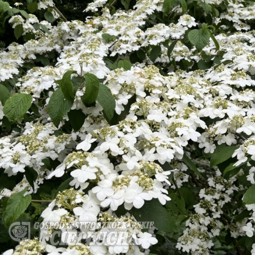 Viburnum plicatum 'Shasta' -Калина складчатая - Viburnum plicatum 'Shasta'