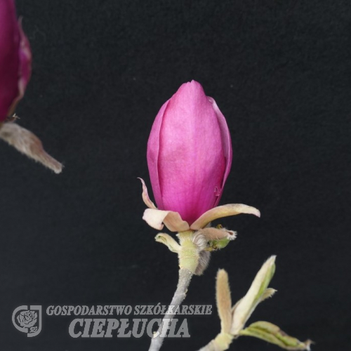 Aphrodite - magnolia - Magnolia Aphrodite