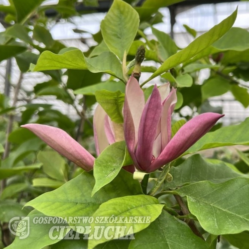 Black Beauty - magnolia - Magnolia 'Black Beauty'