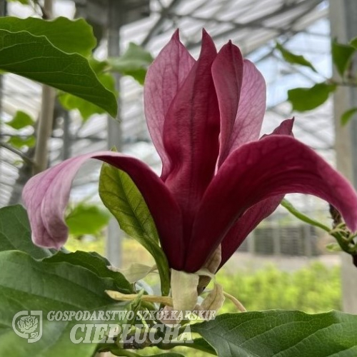 Black Bird - magnolia - Magnolia 'Black Bird'