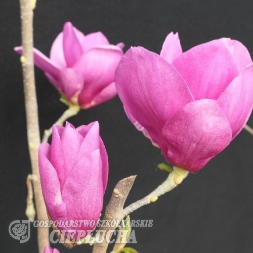 Cleopatra - magnolia Soulange’a; magnolia pośrednia - Magnolia  ×soulangeana 'Cleopatra'