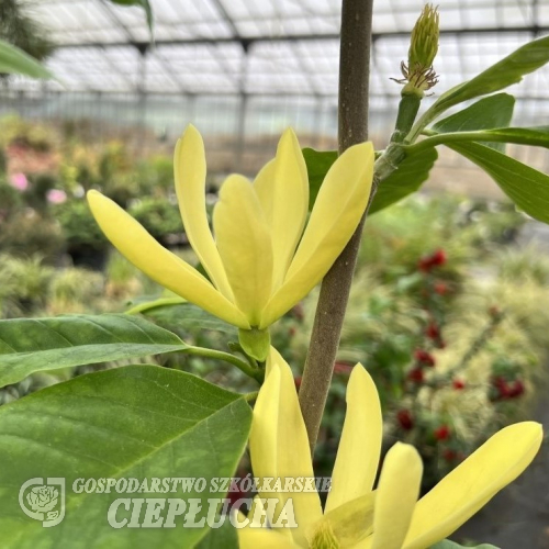 Daphne - magnolia - Magnolia 'Daphne'