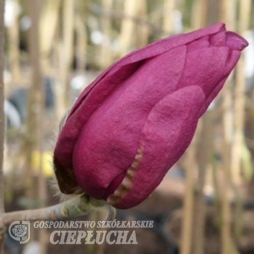 'MGEMP2012' EMPEROR PBR- Magnolie - Magnolia 'MGEMP2012' EMPEROR PBR