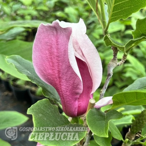 Pickard's Garnet - magnolia - Magnolia 'Pickards Garnet'