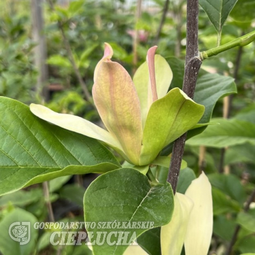 Woodsman - magnolia ×brooklynensis - magnolia brooklińska - Woodsman - Magnolia ×brooklynensis; (magnolia acuminata x magnolia liliiflora)