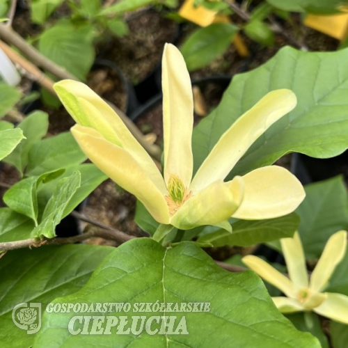 Yellow Sea - magnolia - Magnolia 'Yellow Sea'