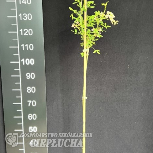 Laburnocytisus adamii - Adam's laburnum; broom laburnum - Laburnocytisus adamii