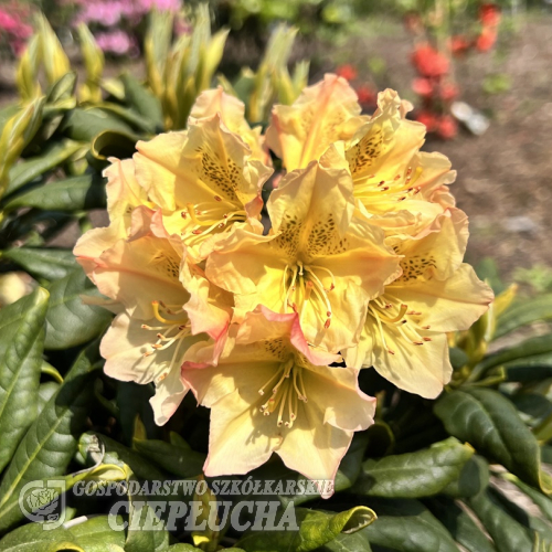 Profesor Scholz - Рододендрон гибридный - Rhododendron hybridum 'Profesor Scholz'