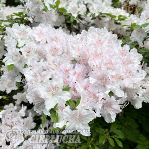 Andrzej  - Рододендрон гибридный - Andrzej - Rhododendron hybridum