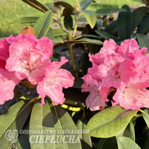 Belona - Рододендрон гибридный - Belona  - Rhododendron hybridum