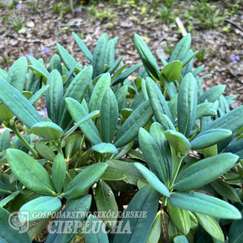Blaushimmer II - Рододендрон гибридный - Blaushimmer II - Rhododendron hybridum