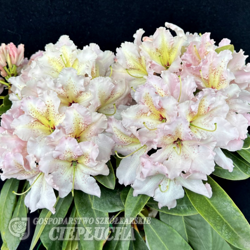 Ralsko - różanecznik wielkokwiatowy - Rhododendron hybridum 'Ralsko'