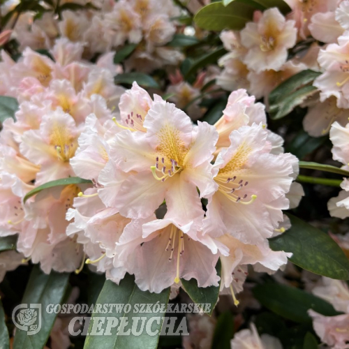 Gloria - Рододендрон гибридный - Gloria - Rhododendron hybridum ; Rhododendron 'Bruns Gloria' ; Rhododendron 'Christiane'