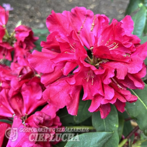 Carl Mette - Рододендрон гибридный - Carl Mette - Rhododendron hybridum