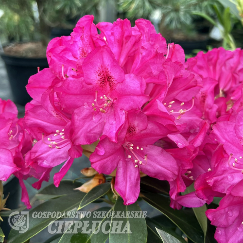 Říp PBR - różanecznik wielkokwiatowy - Rhododendron hybridum - 'Říp' PBR