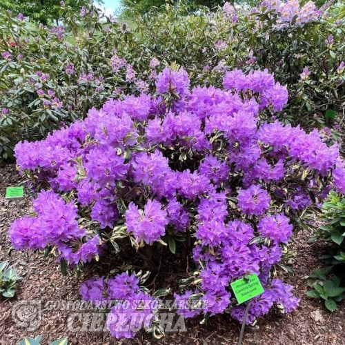 Carolina Spring - Рододендрон гибридный - Carolina Spring - Rhododendron hybridum