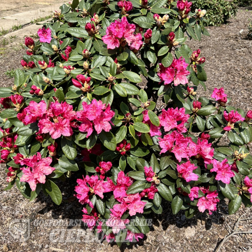 Sovinec - Rhododendron hybrid - Rhododendron hybridum 'Sovinec'