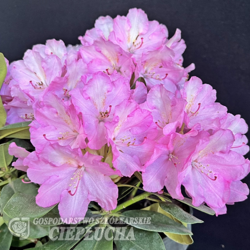 Stožec - Rhododendron hybrid - Rhododendron hybridum  'Stožec'