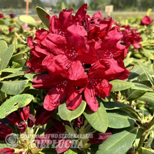 Francesca - różanecznik wielkokwiatowy - Francesca - Rhododendron hybridum