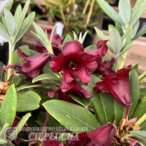 Glendoick Midnight - Рододендрон гибридный - Glendoick Midnight - Rhododendron hybridum