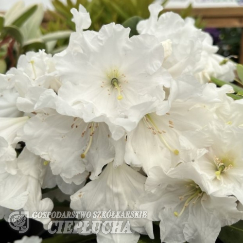 Glendoick Vanilla - Рододендрон гибридный - Glendoick Vanilla - Rhododendron hybridum