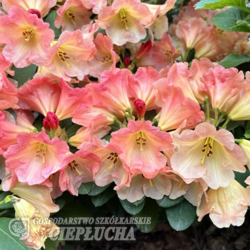 Goldzauber- Рододендрон гибридный - Goldzauber - Rhododendron hybridum