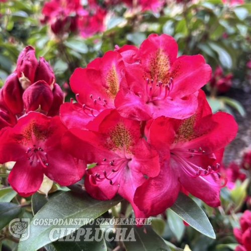 Hachmann's Junifeuer - Рододендрон гибридный - Hachmann's Junifeuer - Rhododendron hybridum