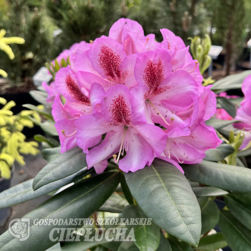 Vyšehrad PBR - różanecznik wielkokwiatowy - Rhododendron hybridum 'Vyšehrad' PBR